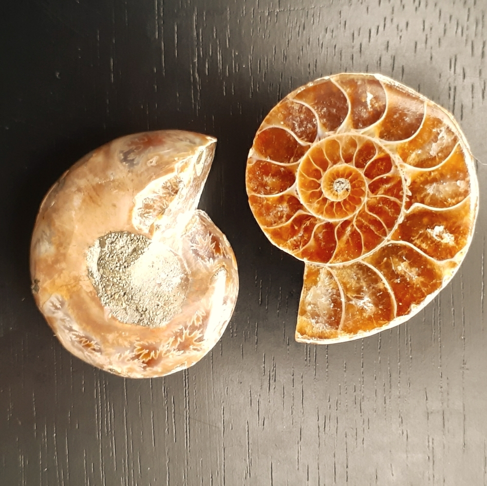 Ammonite Fossil - image 2